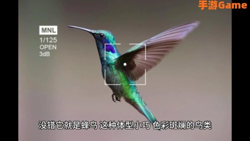 哪种鸟能倒着飞蚂蚁庄园