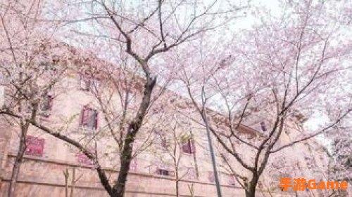 樱花高校