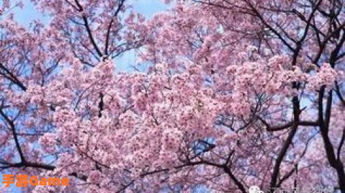 樱花高校