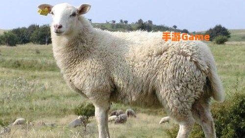 羊了个羊是啥